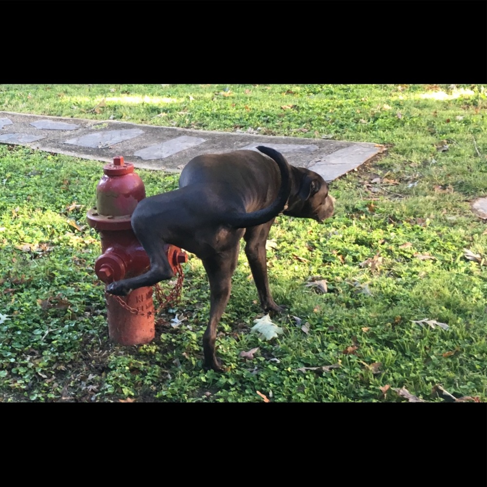 Meet your Posher, Harrison